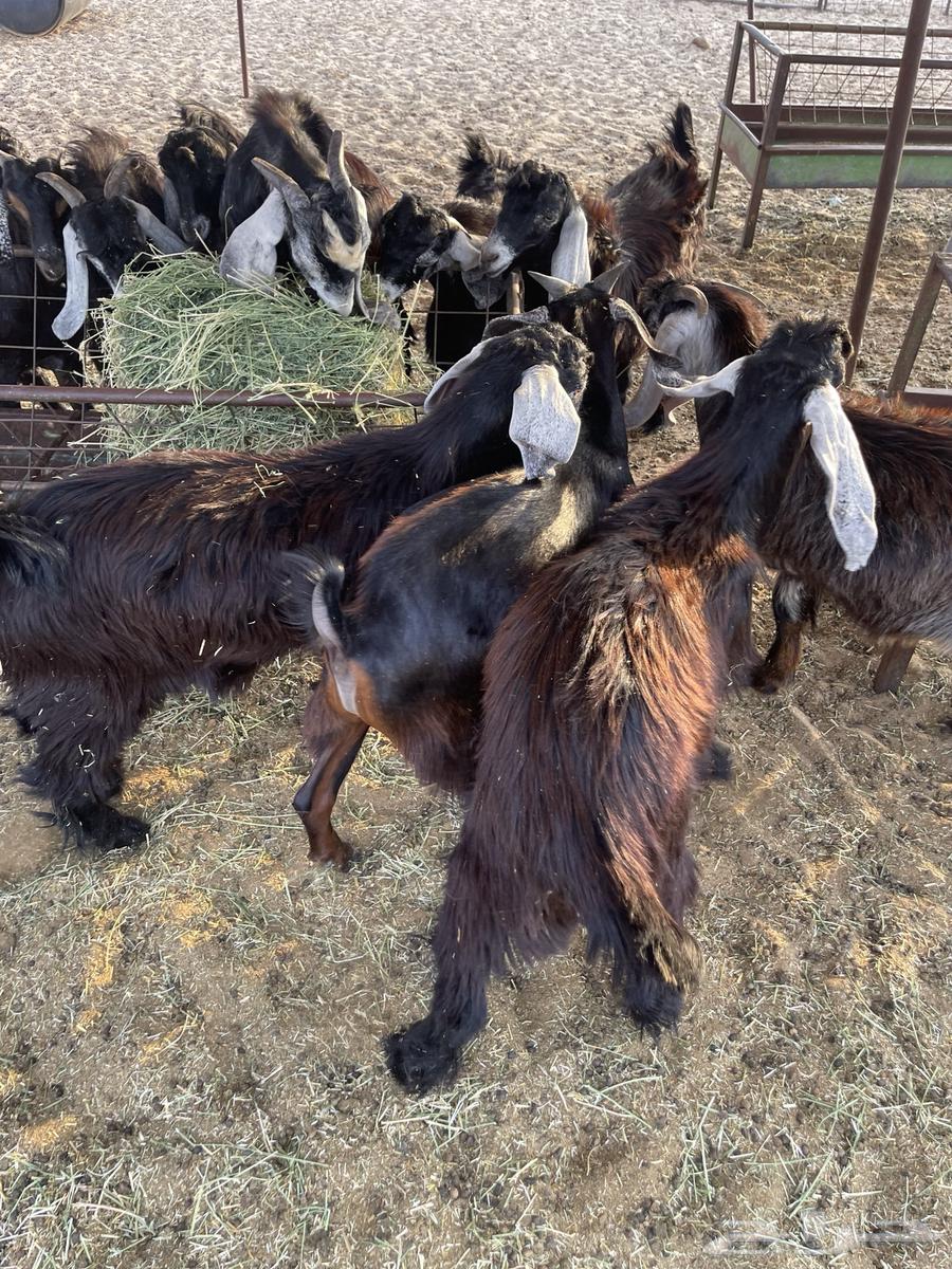 Tios Awared Refrigerator (Makhasi)64493464426755114