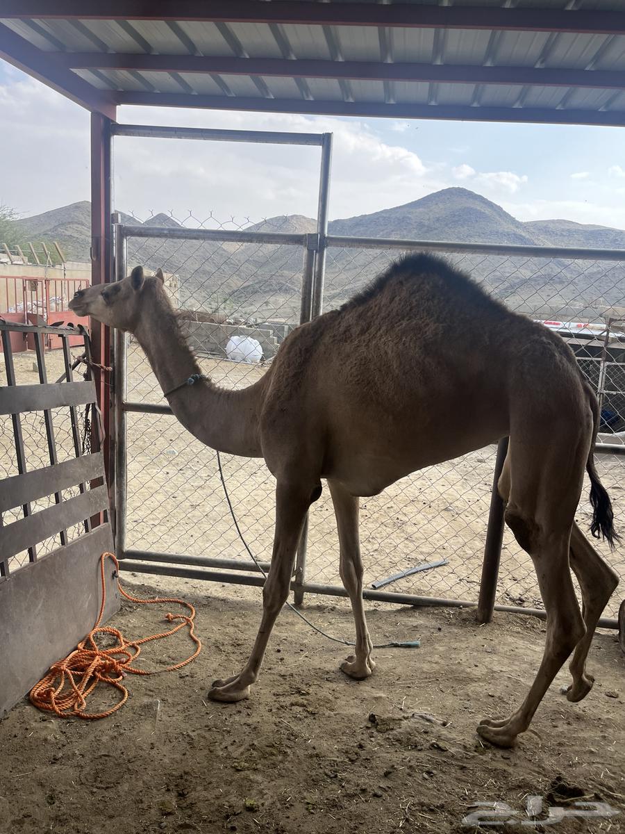 Bakra64411808521986111