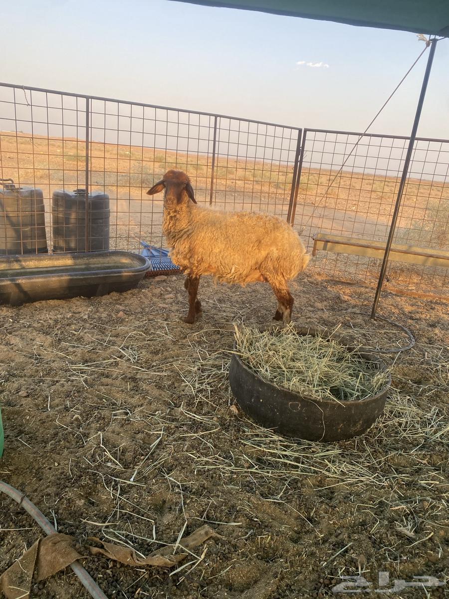 نعجه نعيميه دافع64492080727298112