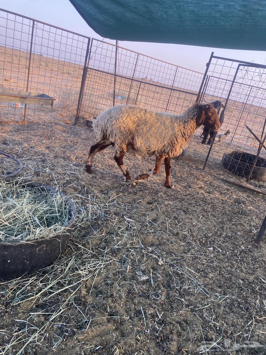 نعجه نعيميه دافع64492080727298111