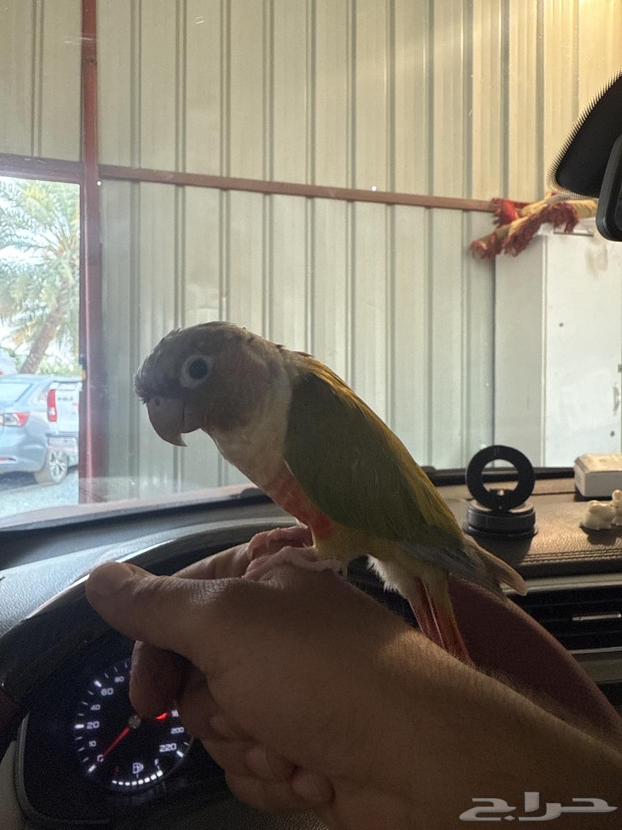 كنيور للبيع هدد داخلي ولعوب وعنده كلمات64490358229249112