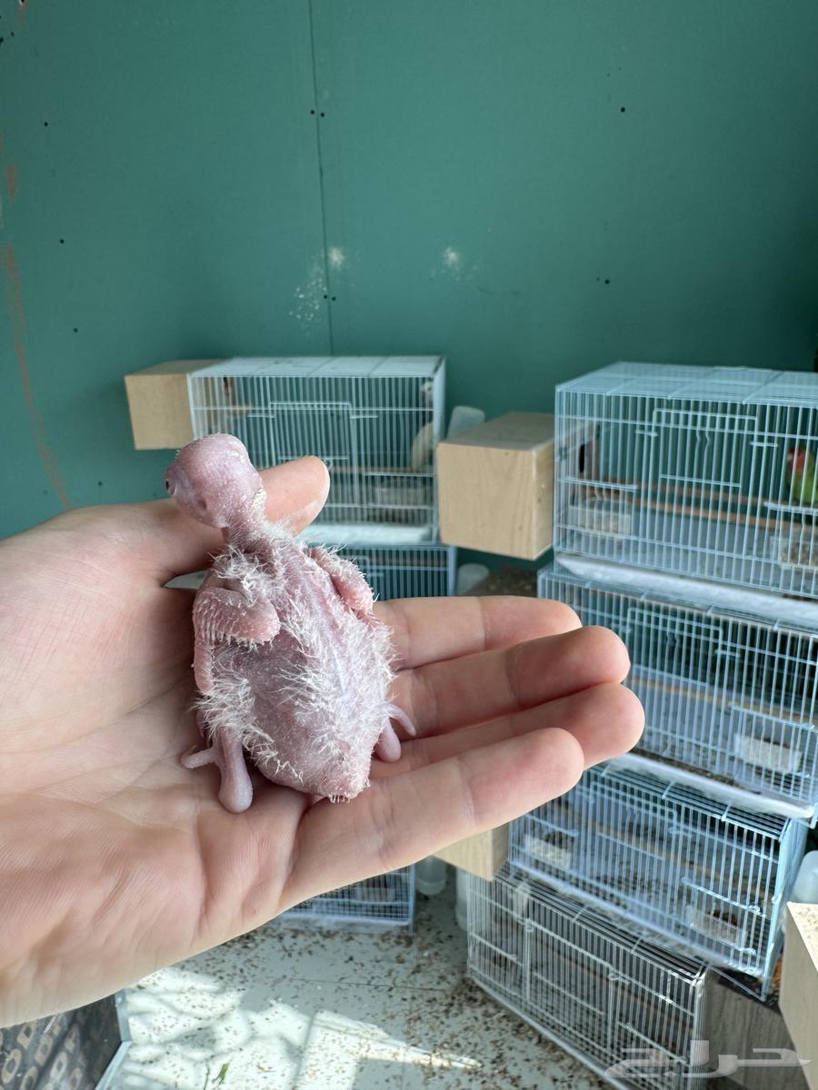 تم البيع64487760230017112