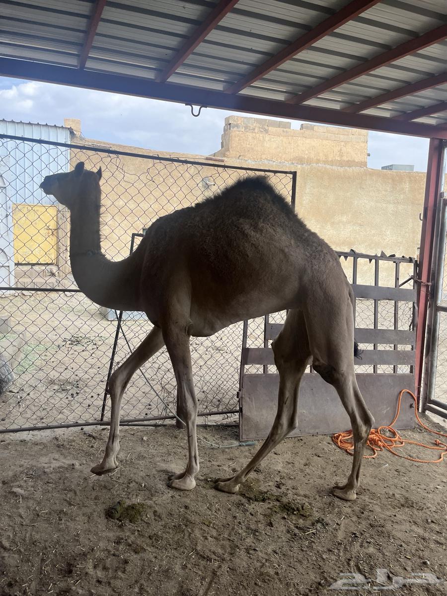 Bakra64411808521986113