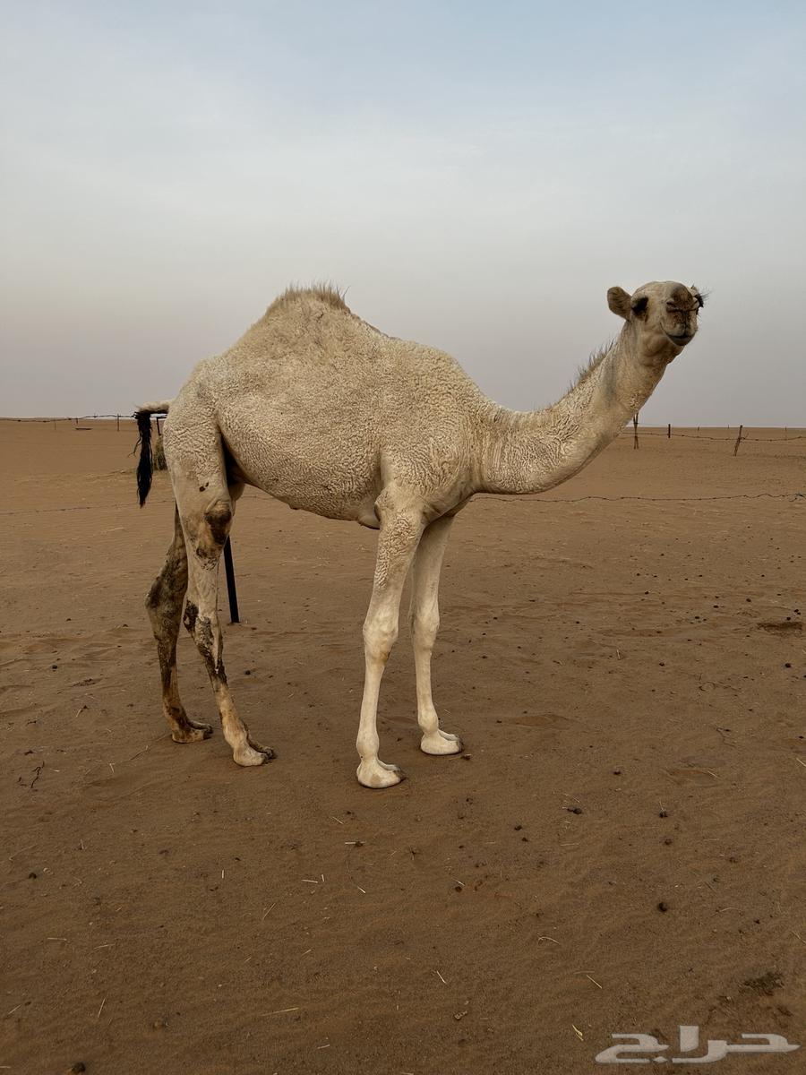 قعود للبيع64494222202753111