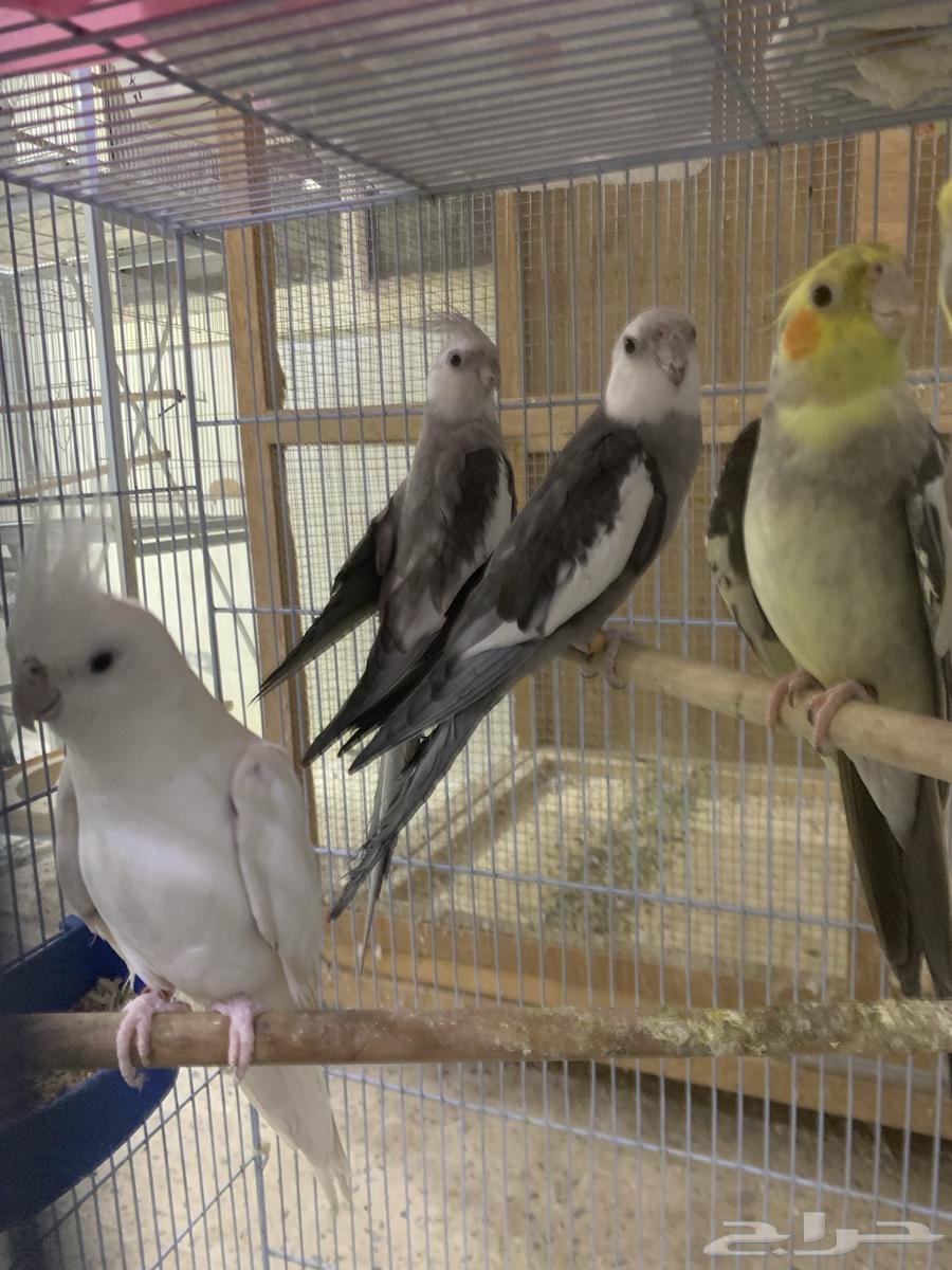 ذكور كروان منتجه تم البيييع64493002312706110