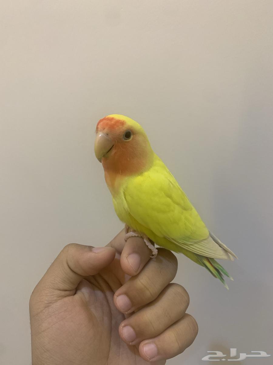 تم البيع64489184376067111