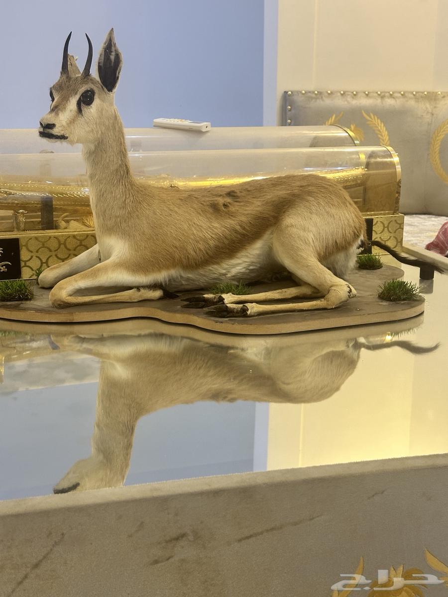 غزال محنط شرط نظافه 10064490605082881110