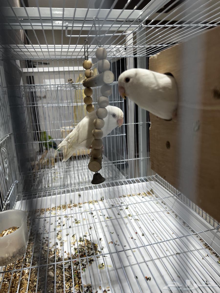 جوز روز البينو64492420707459112