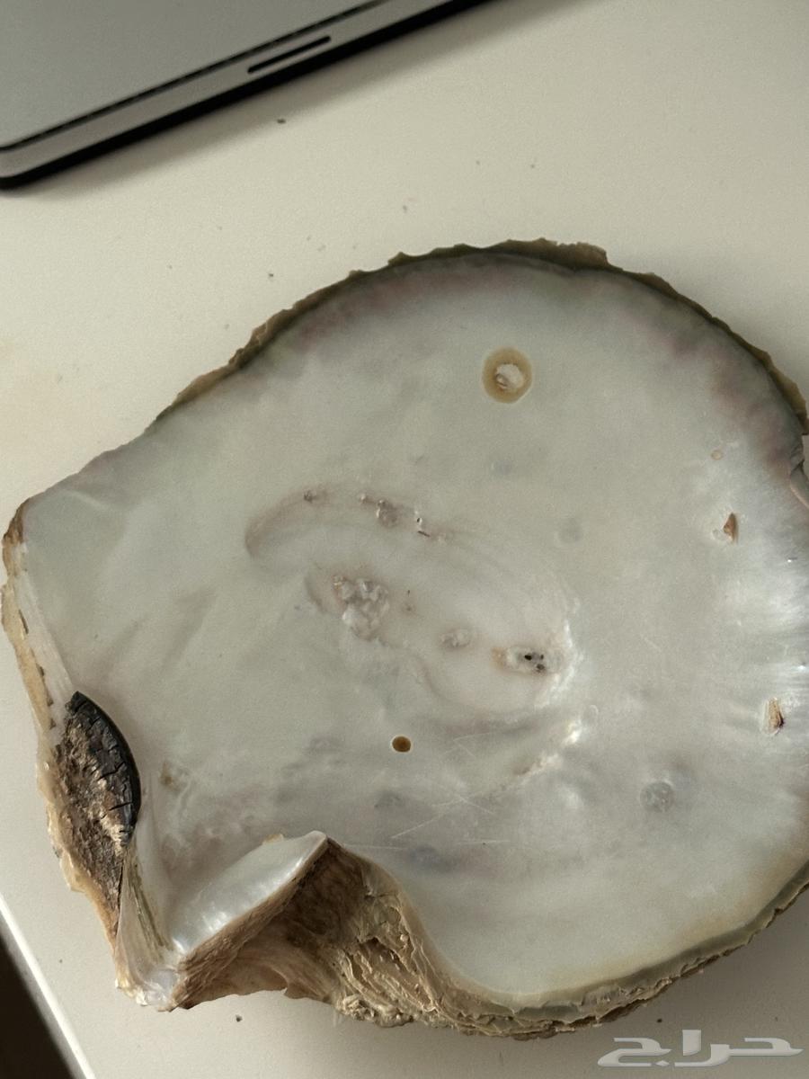 Shell artifact64486771630081111