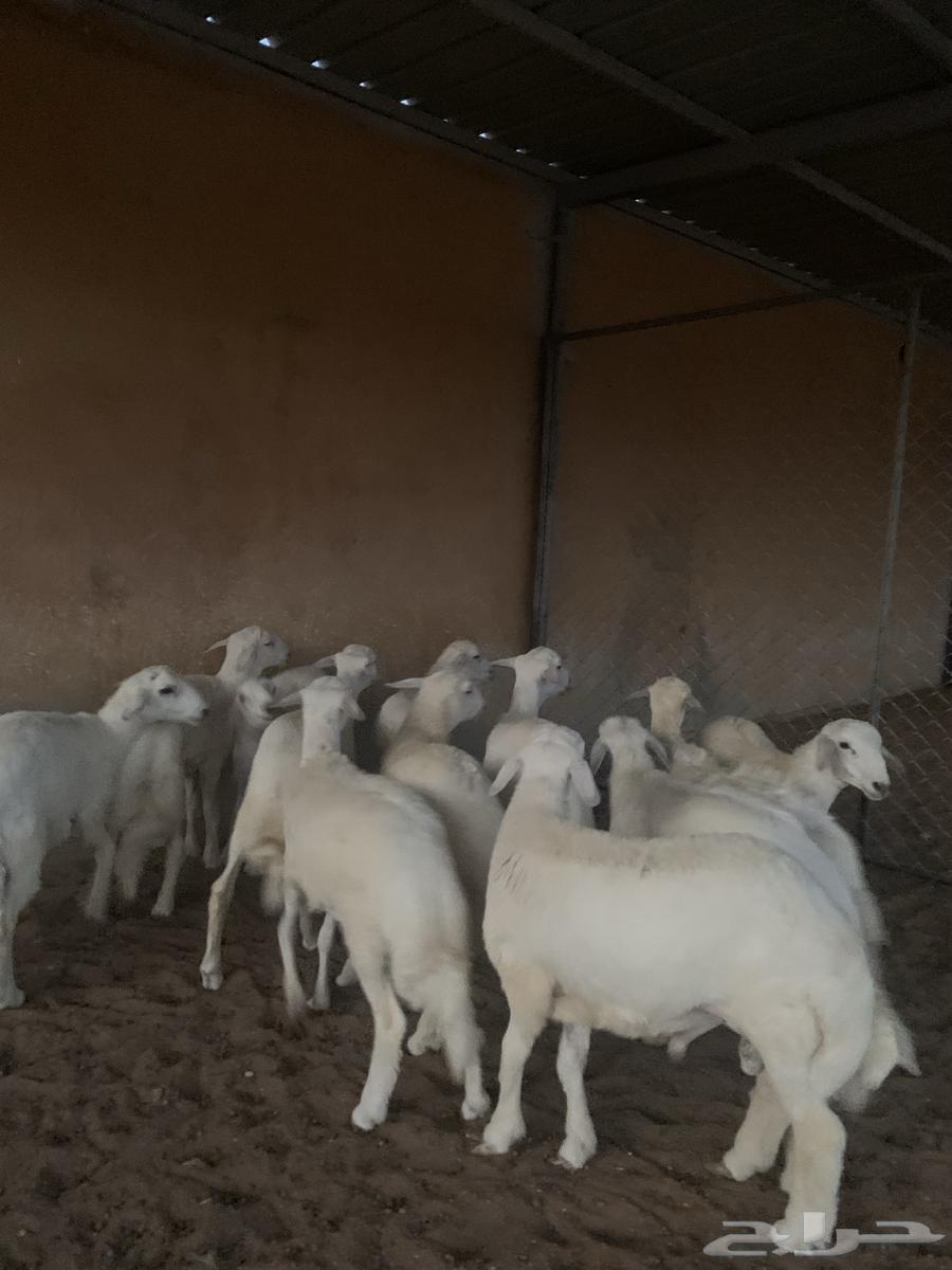 Luxury freedom lambs, back, side, and wool64488947990531113