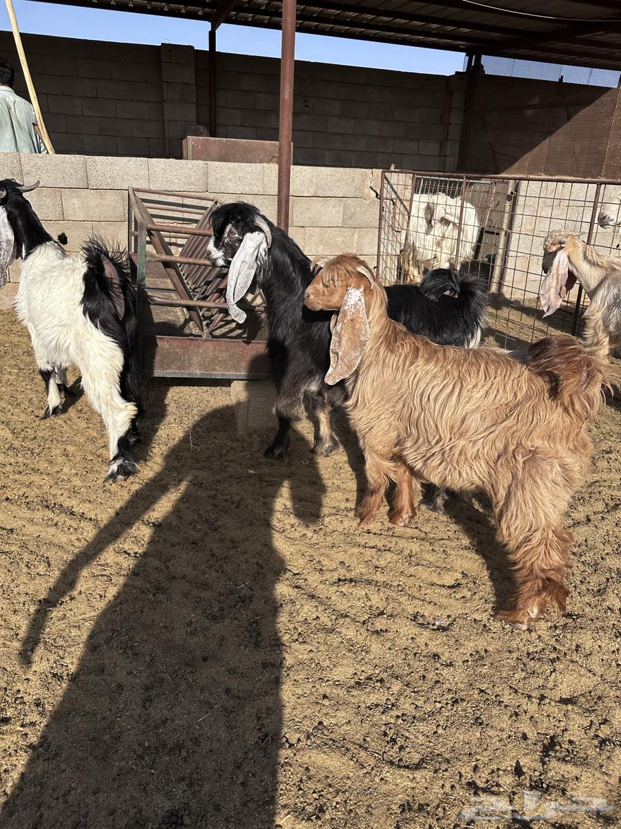 تيوس عوارض وجفرة- تم البيع64491085224323111