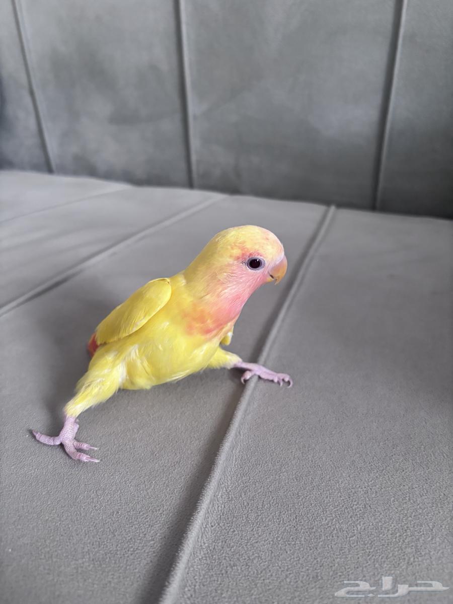 طير روز رد فيس64490468496898111