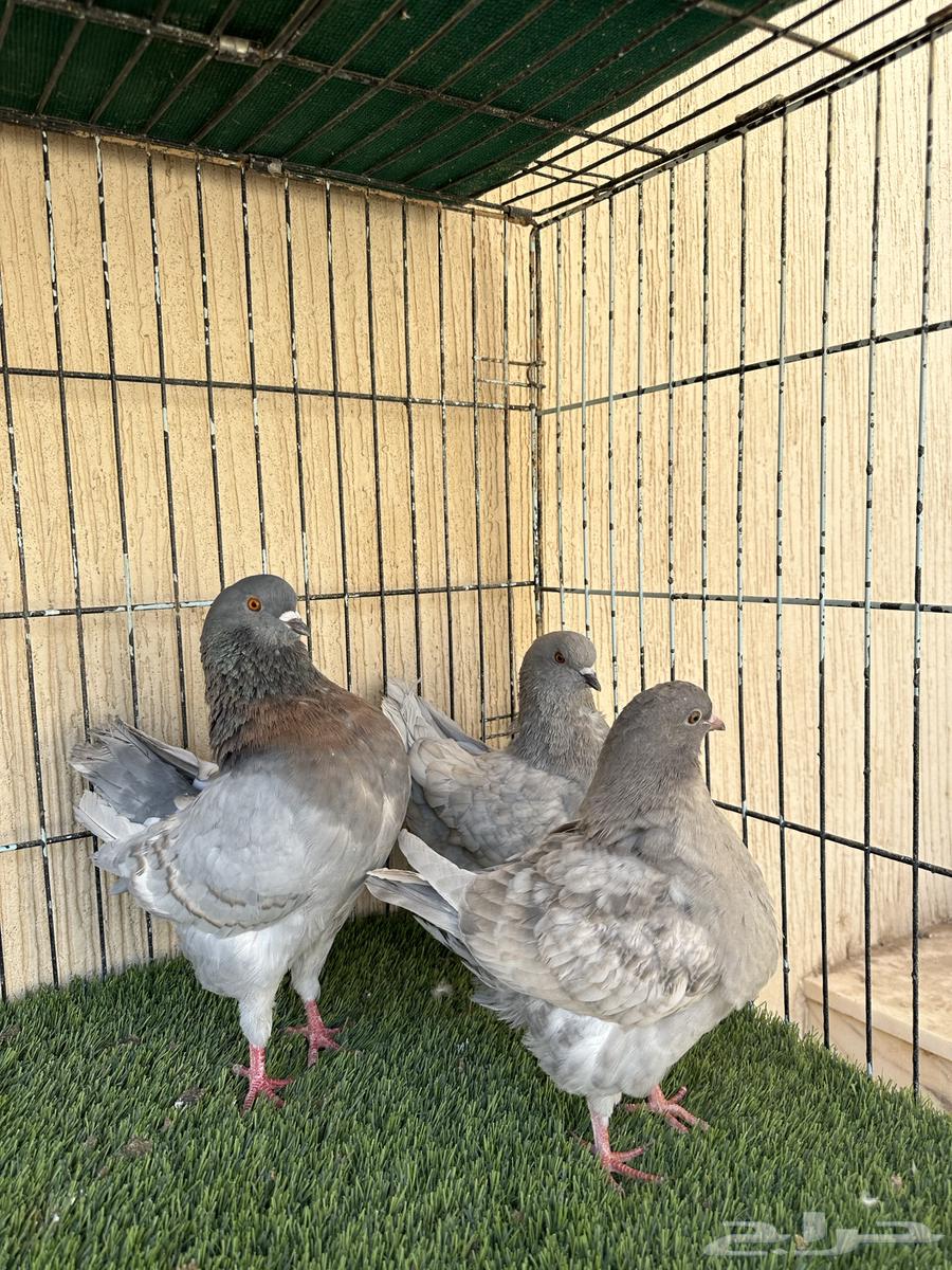 حمام كنق جوز منتج مع فرخه نوادر ماشاءالله. للبيع64490605102209110