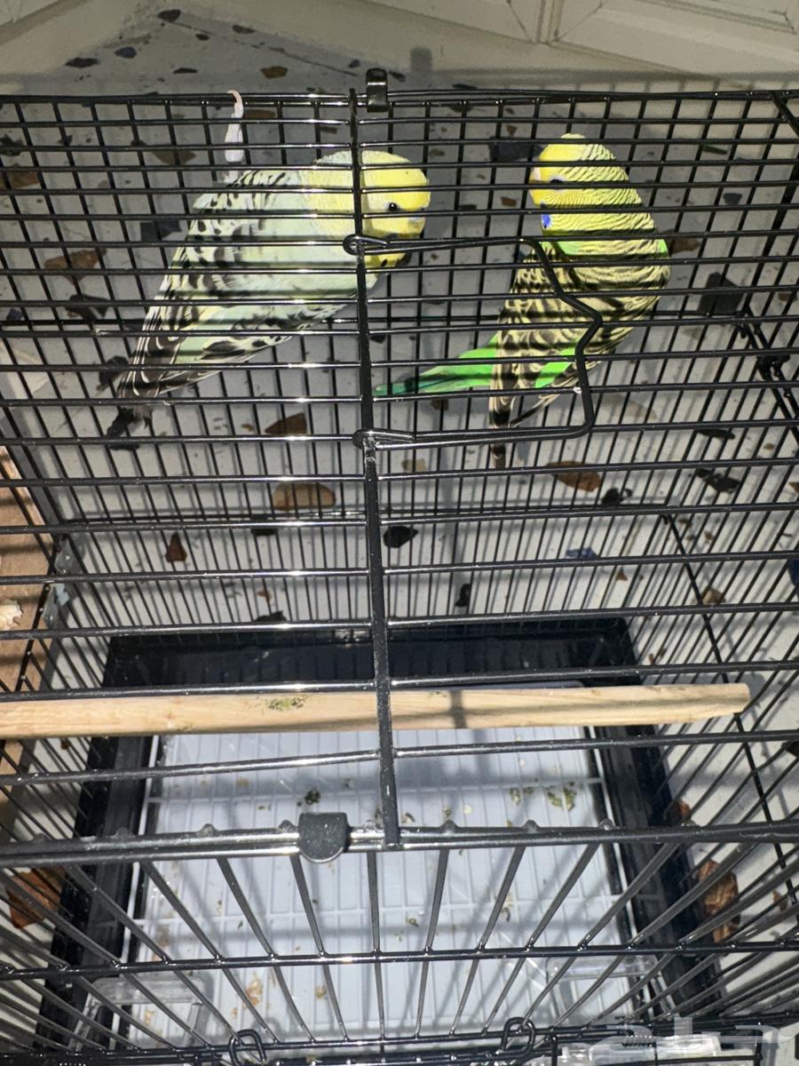 زوج بادجي الوان جميله ماشاء الله64488021148033112