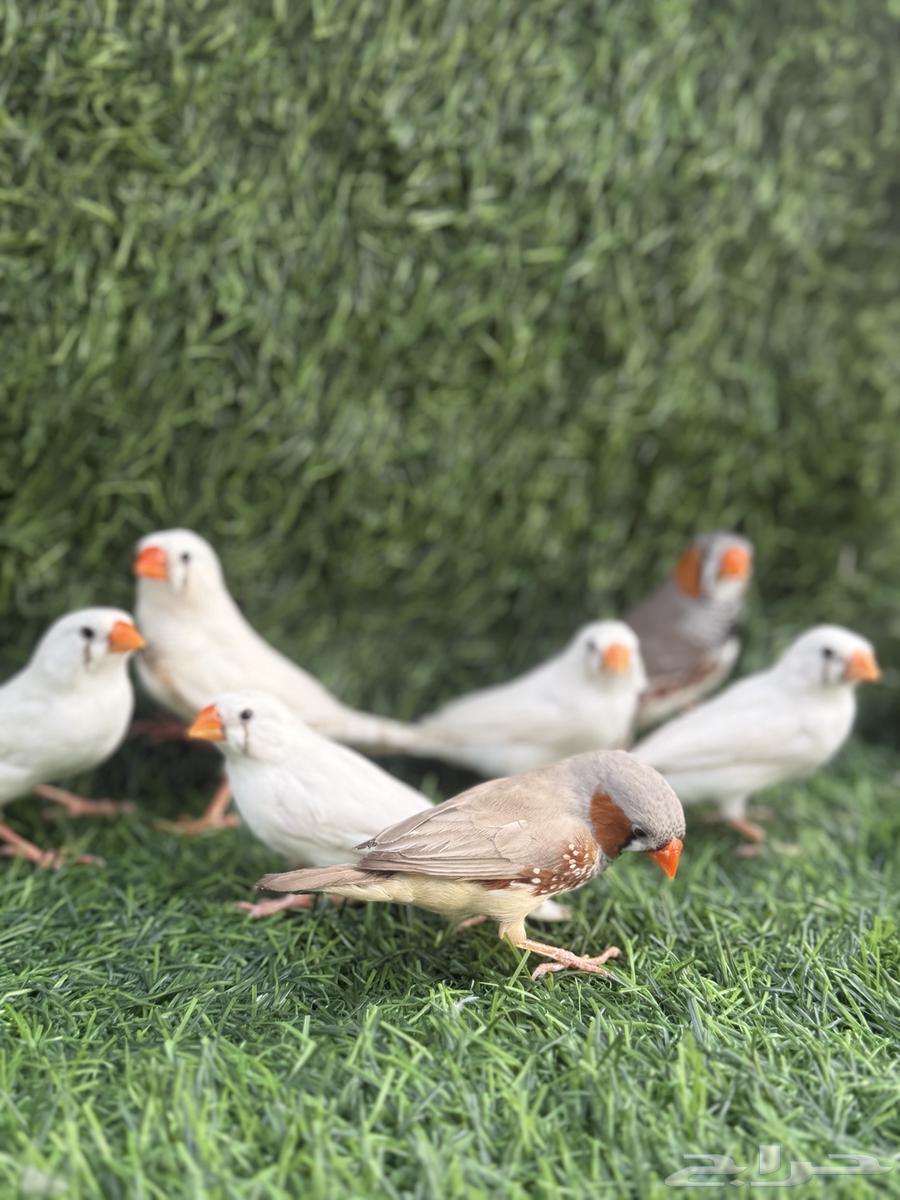 للبيع زيبرا64494194421379111