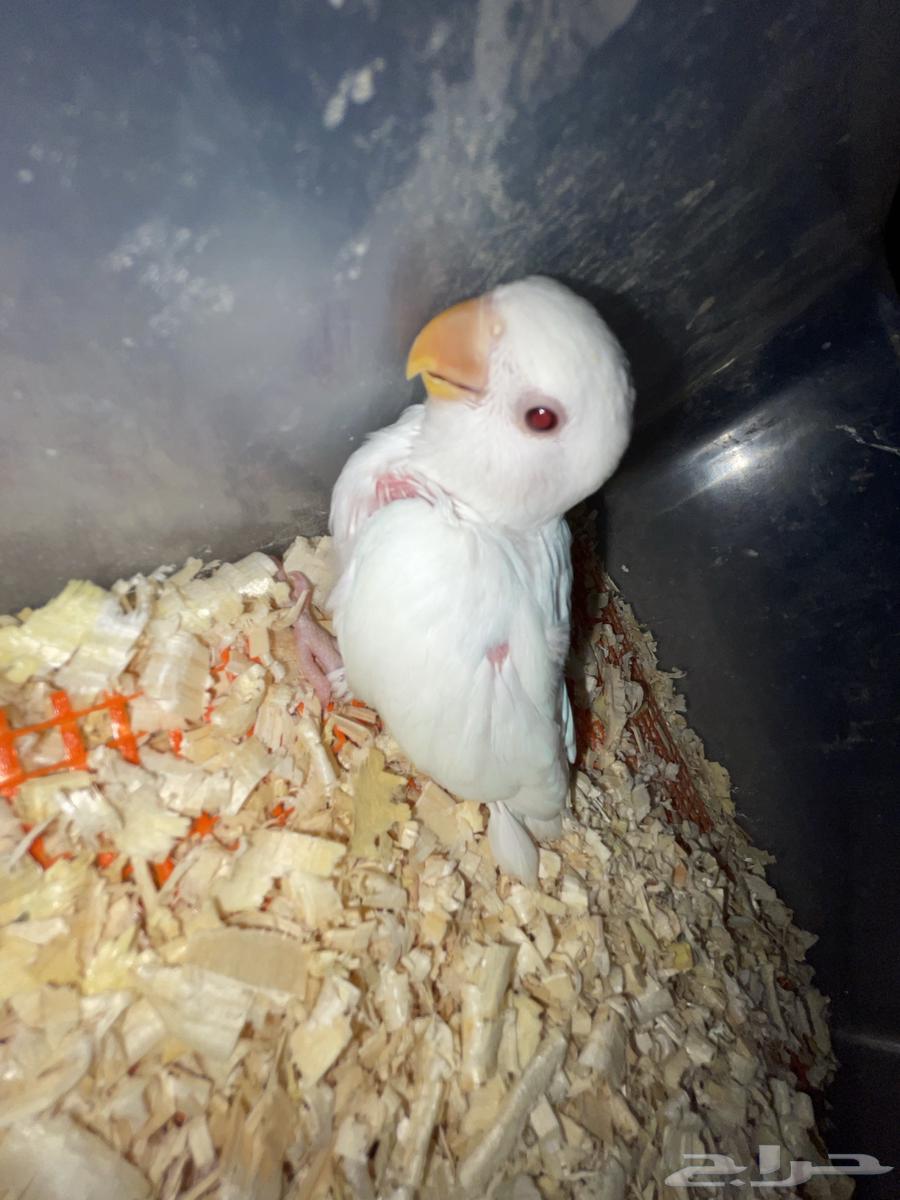 فرخ روز تم البيع64490980171905113