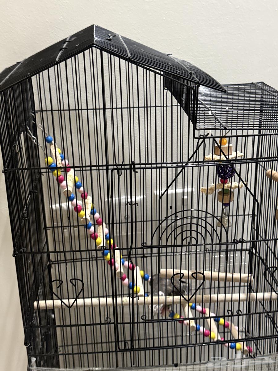 للبيع ببغاء كراوان64494332164226112