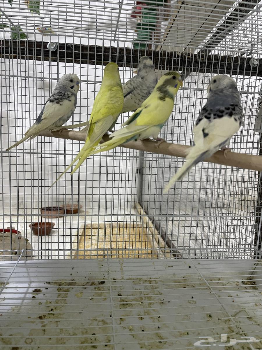 تم البيع64494071502083111