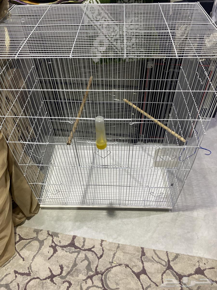 مطير كناري اخو الجديد64486413381507110