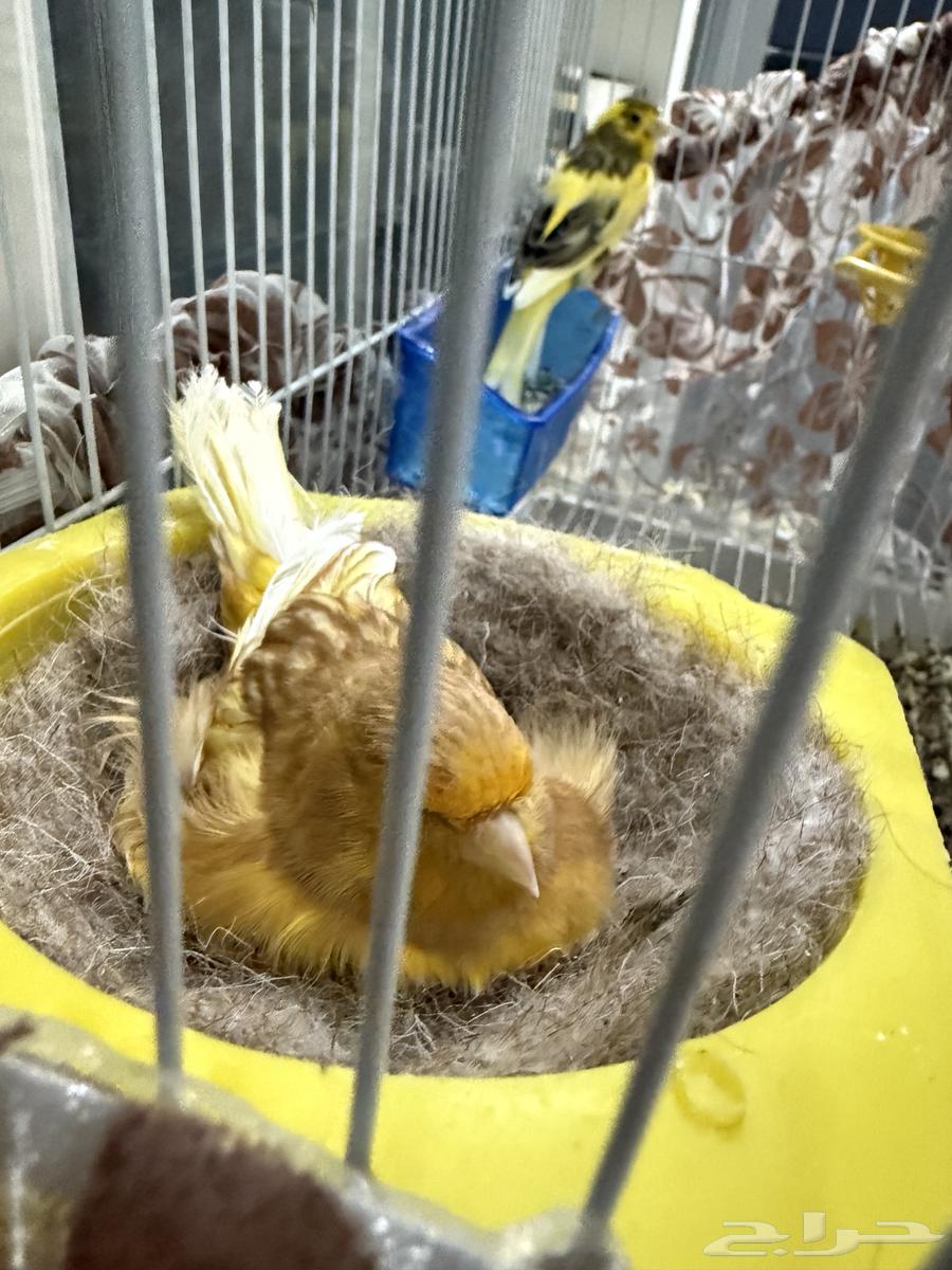 Breeding Canary Pair64487216950402111