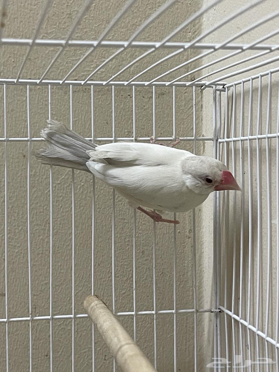 Java Dilaut female (Sold)64493423745539112