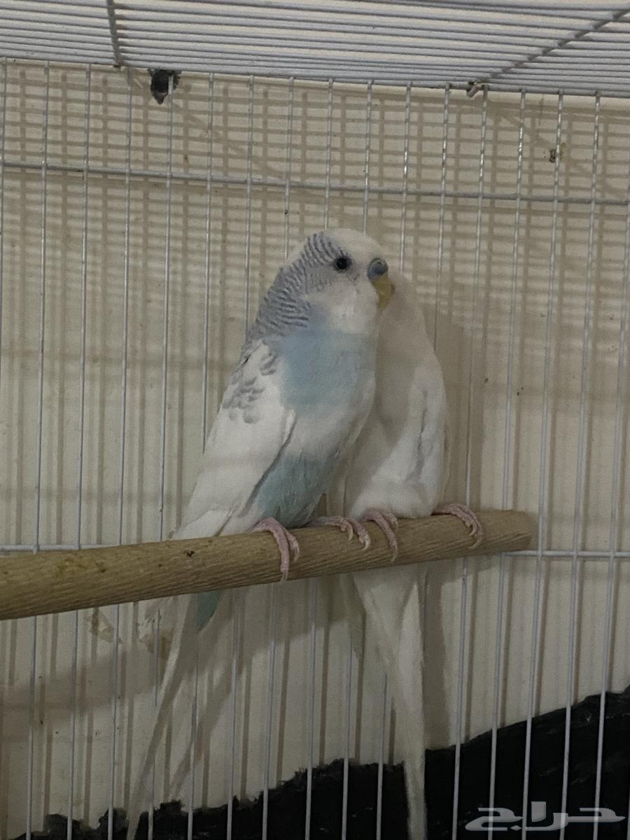 جوز بادجي منتج للبيع64488394705537114