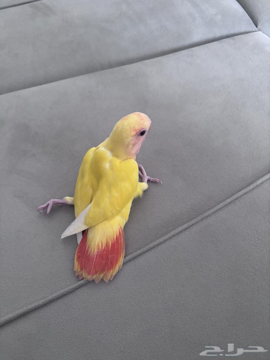 طير روز رد فيس64490468496898110