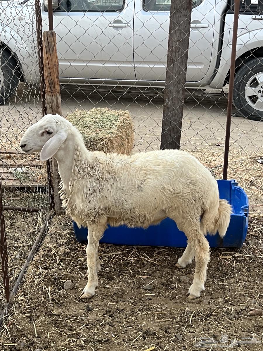 طلي حرى ( تم البيع )64487622715010112