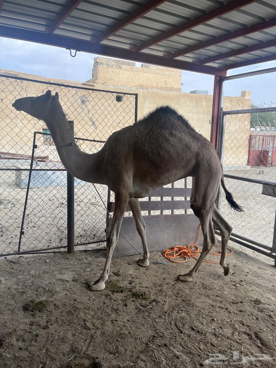 Bakra64411808521986110