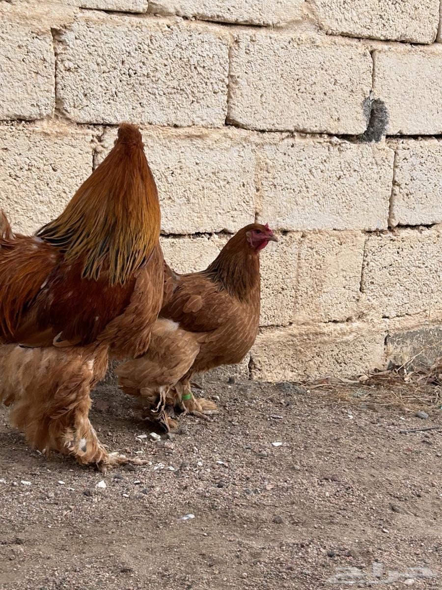 برهاما لبيع64492027025922113