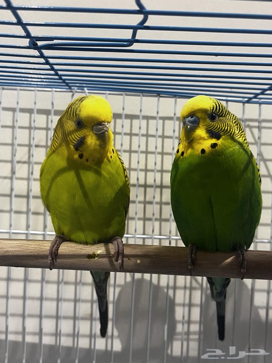 جوز بادجي هولندي للبيع لاعلى سعر64492704385922112