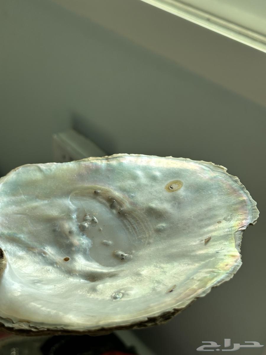 Shell artifact64486771630081113