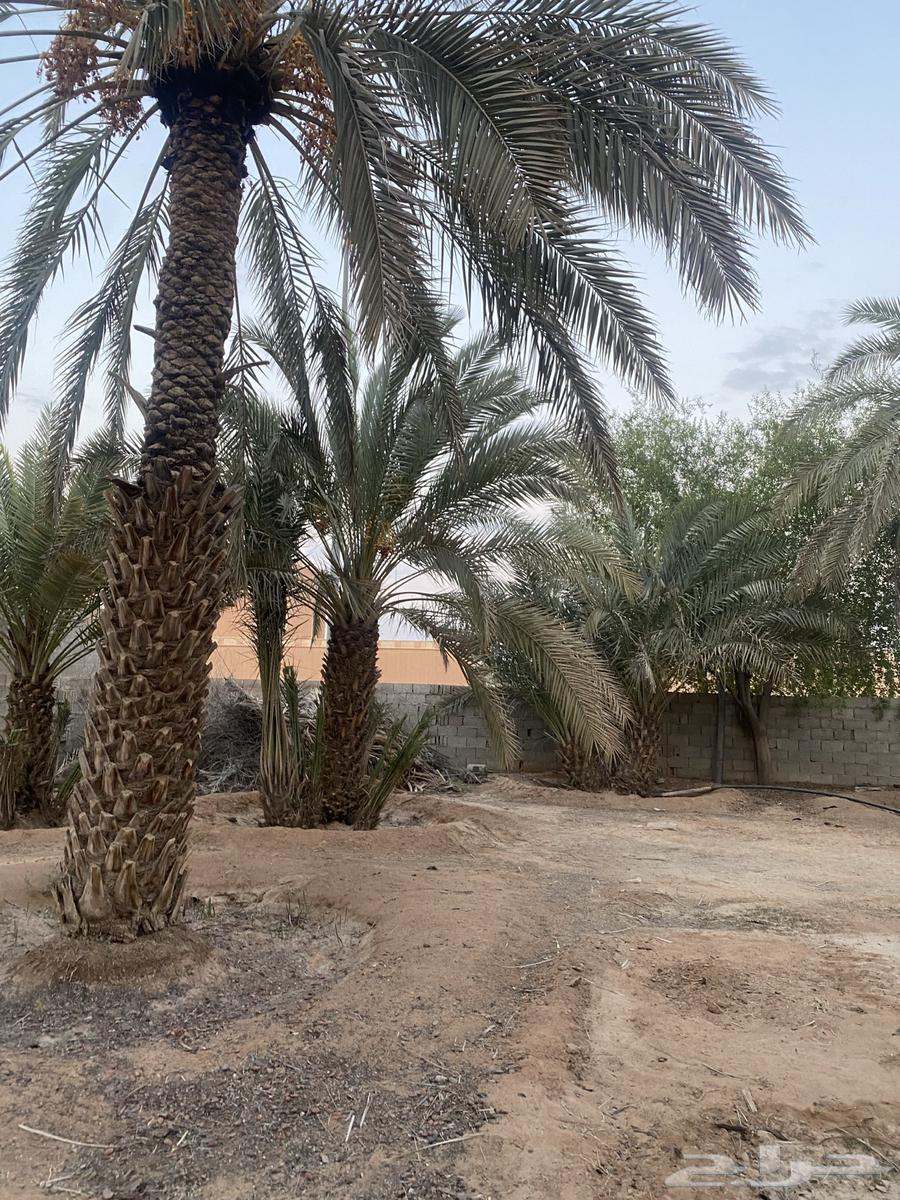 نخل طوال عدد 20 سلج وخضري64493314124545112