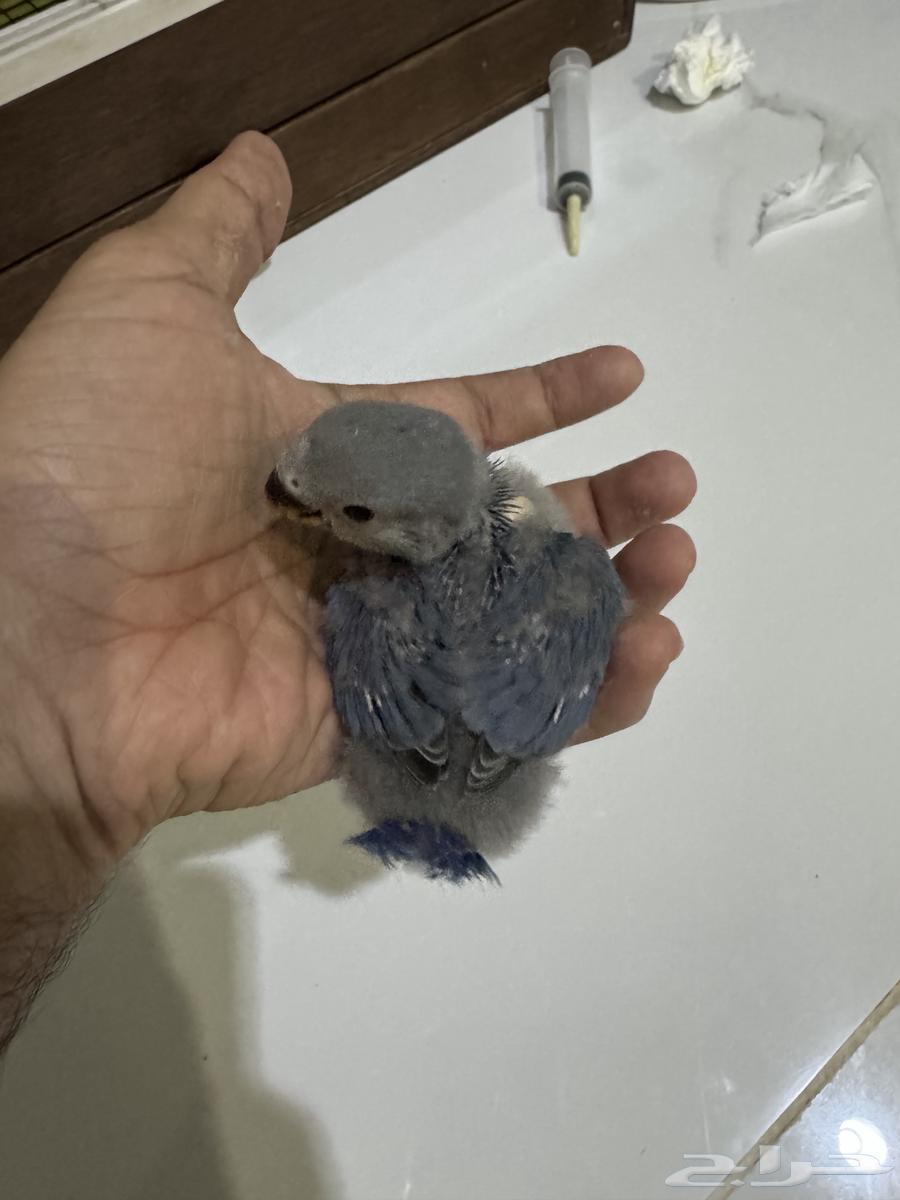 فروخ روز عدد 2 تم البيع64493961851394113