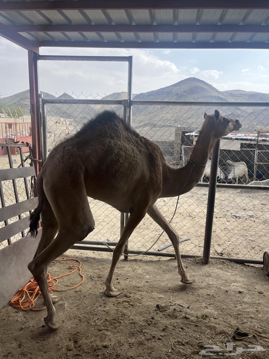 Bakra64411808521986112