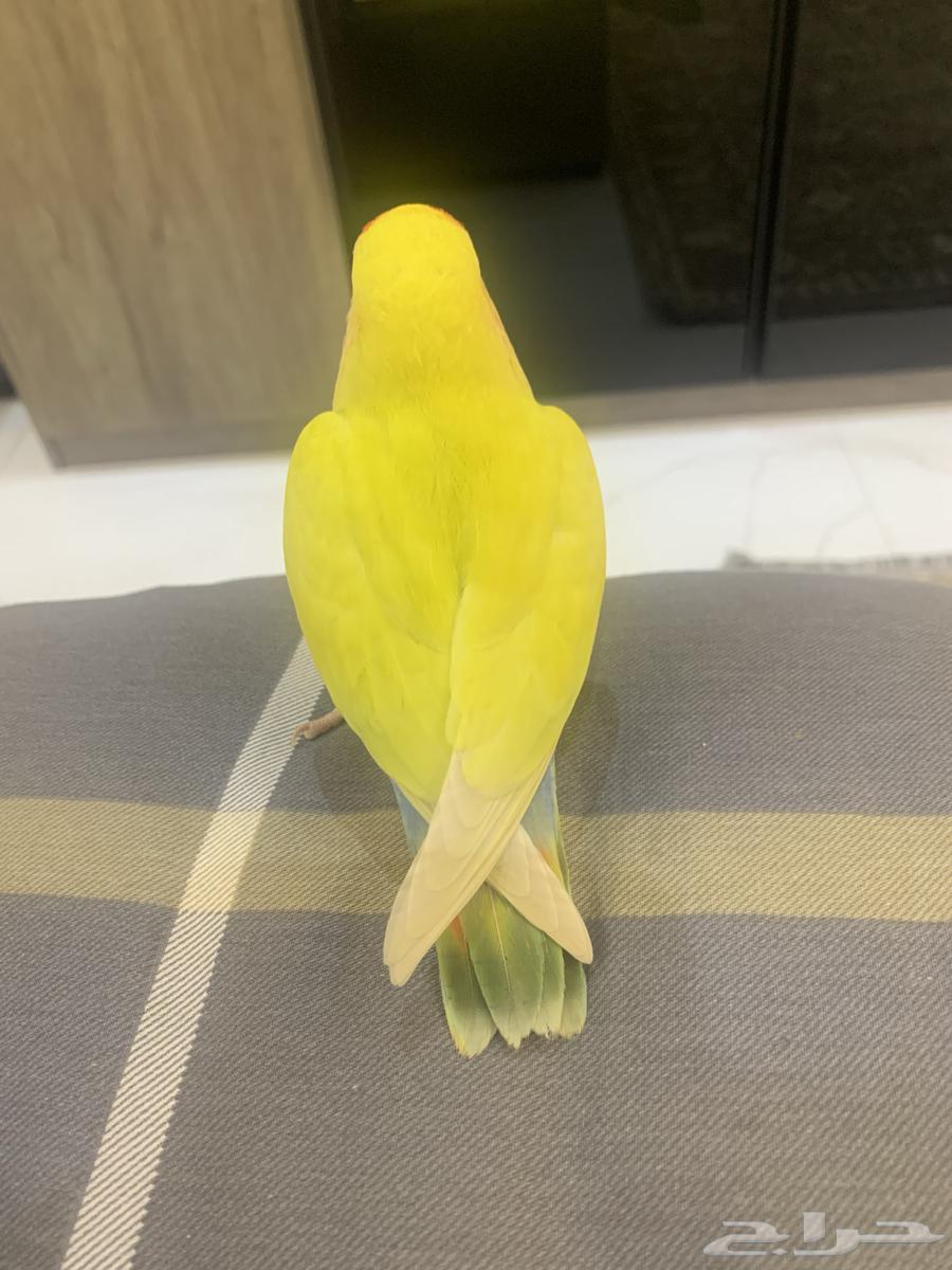 تم البيع64489184376067112