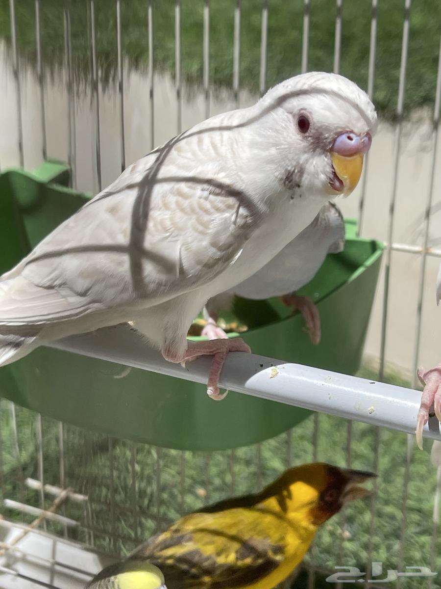 توفرت من جديد طيور حب 2 ب 75 (تم البيع)64488449557377111