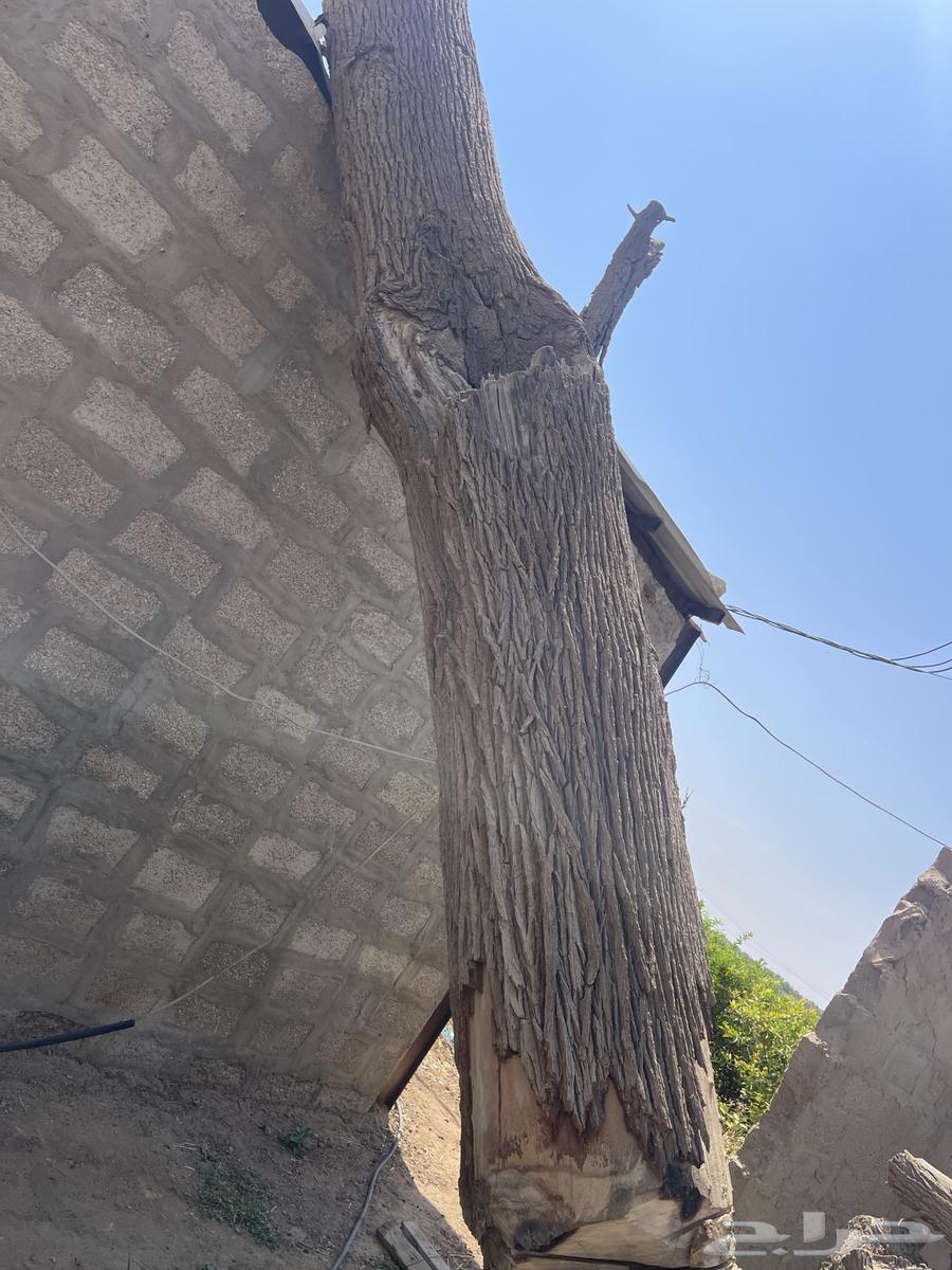 Large size wooden log64489100755842111