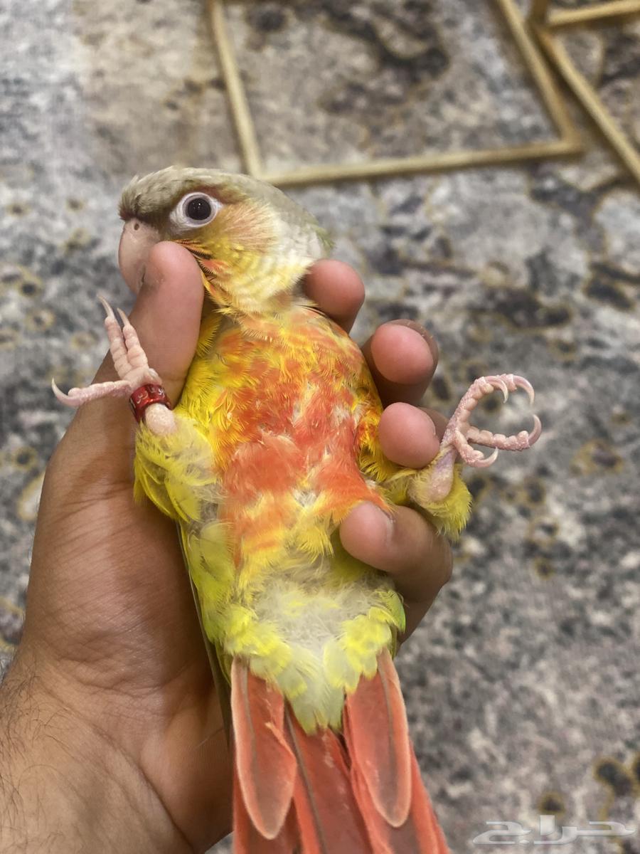 كنيور رد فاكتور اليف وهدد64493137352834110