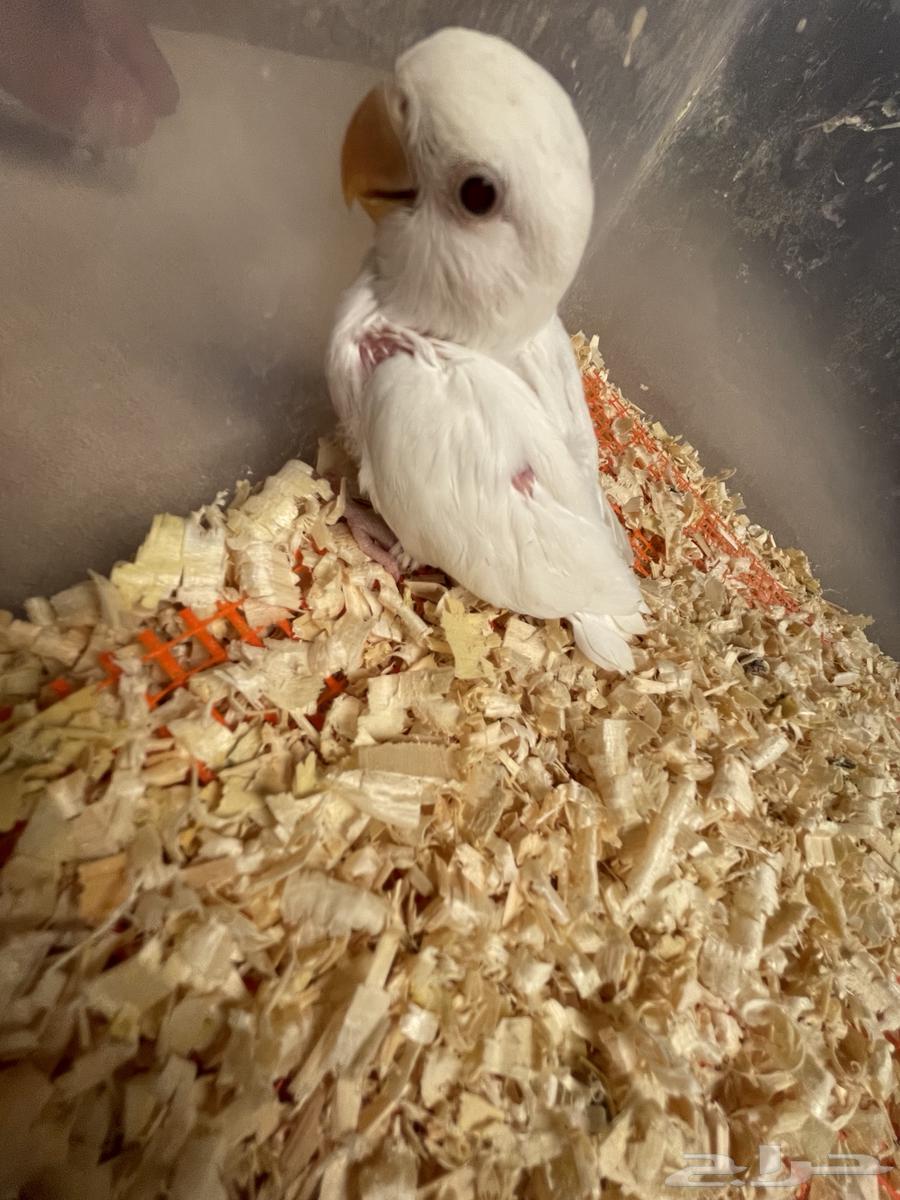 فرخ روز تم البيع64490980171905110