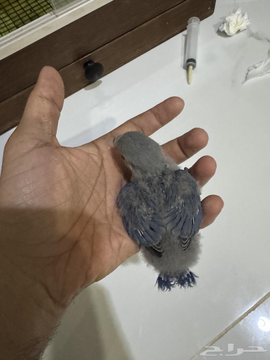 فروخ روز عدد 2 تم البيع64493961851394112