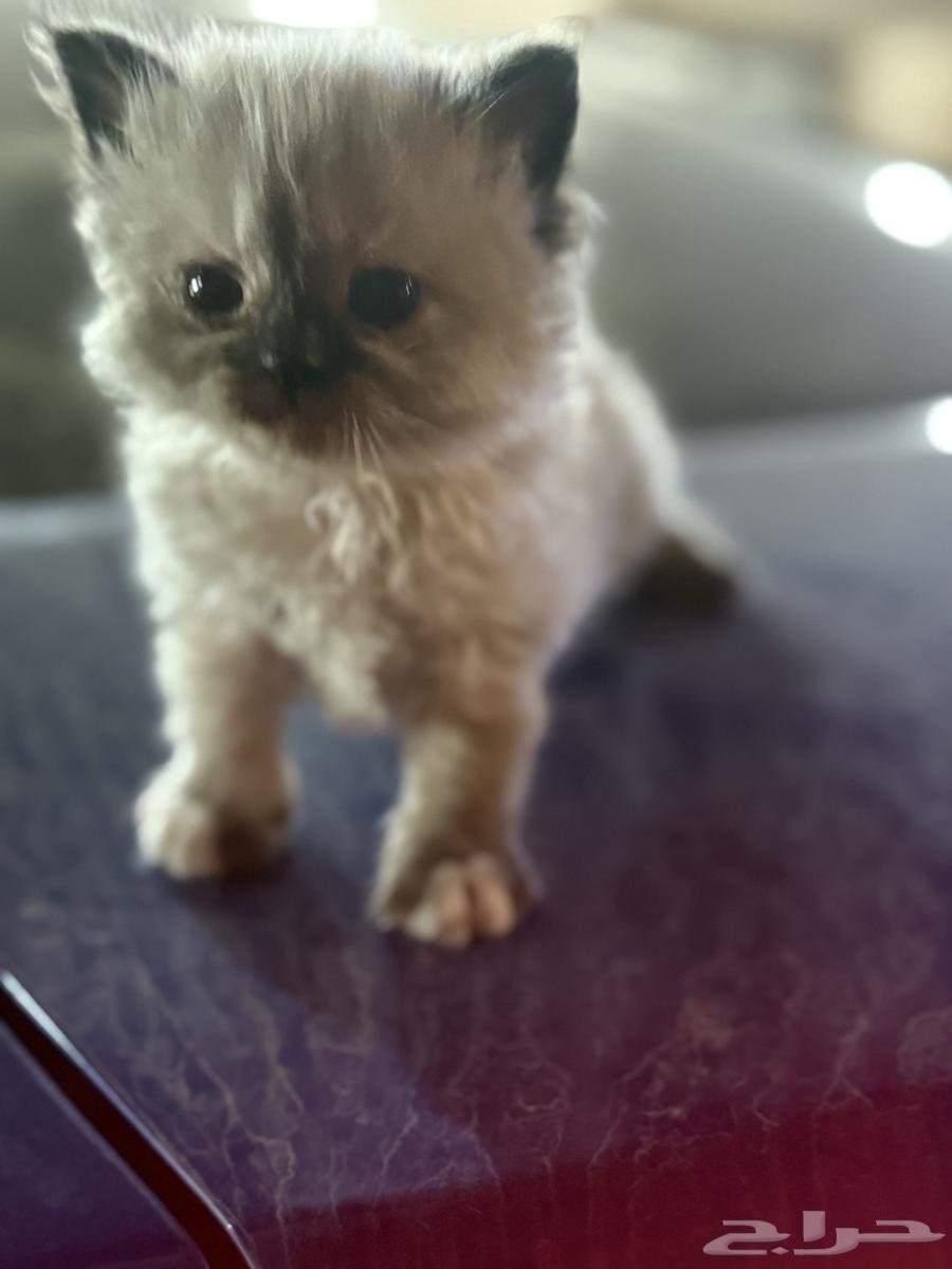 قطط بيرشن وهيمالايا64494855137155111