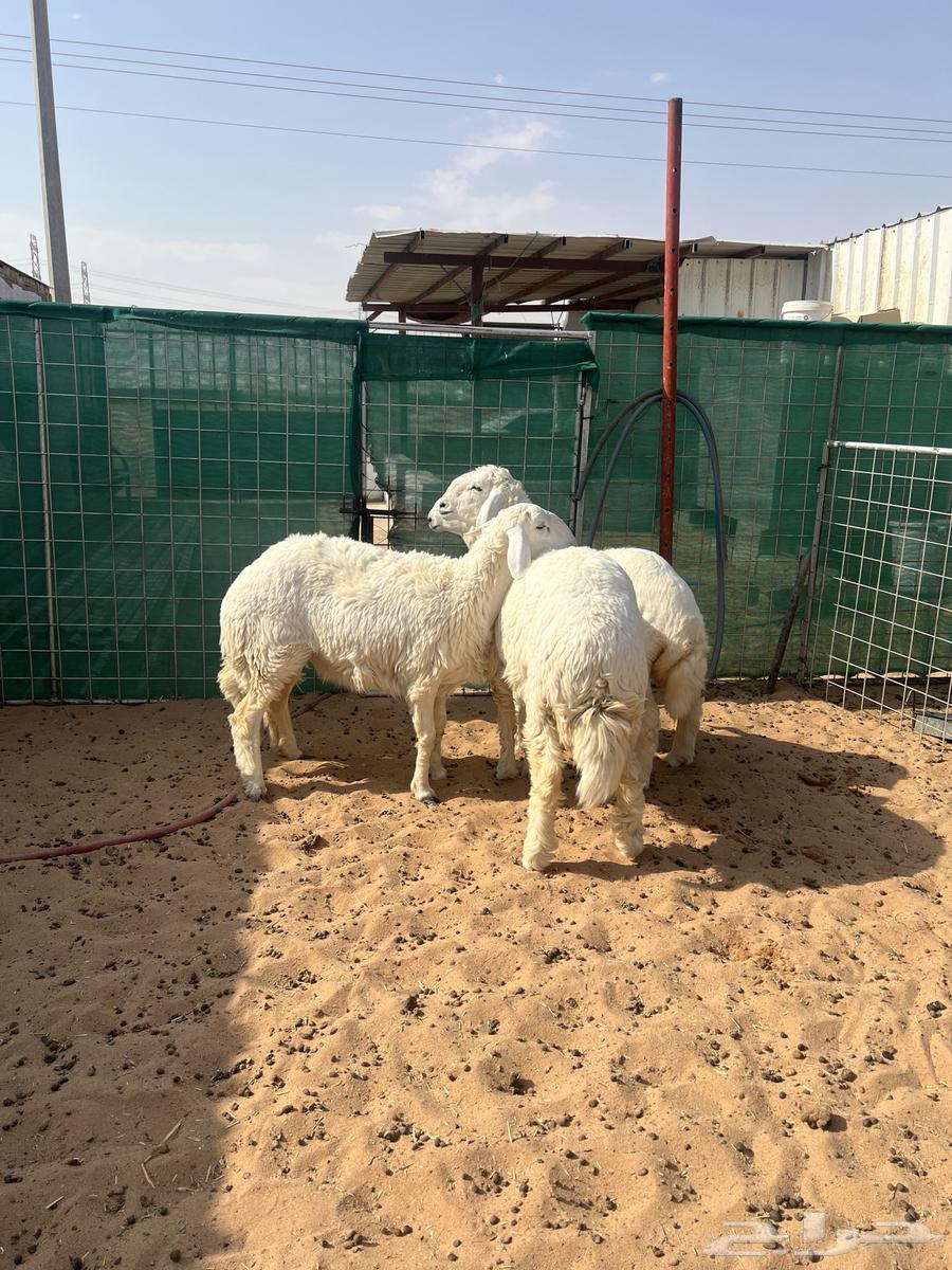 رخال نوادر 7 شهور64491741028227112