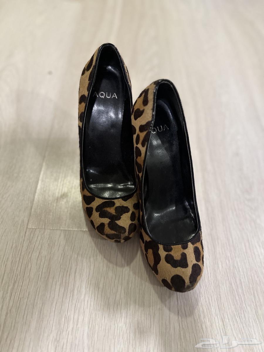 جزنة كعب جلد نمر اصليه من ايطاليا ميلانو مقاس3764492501178881114