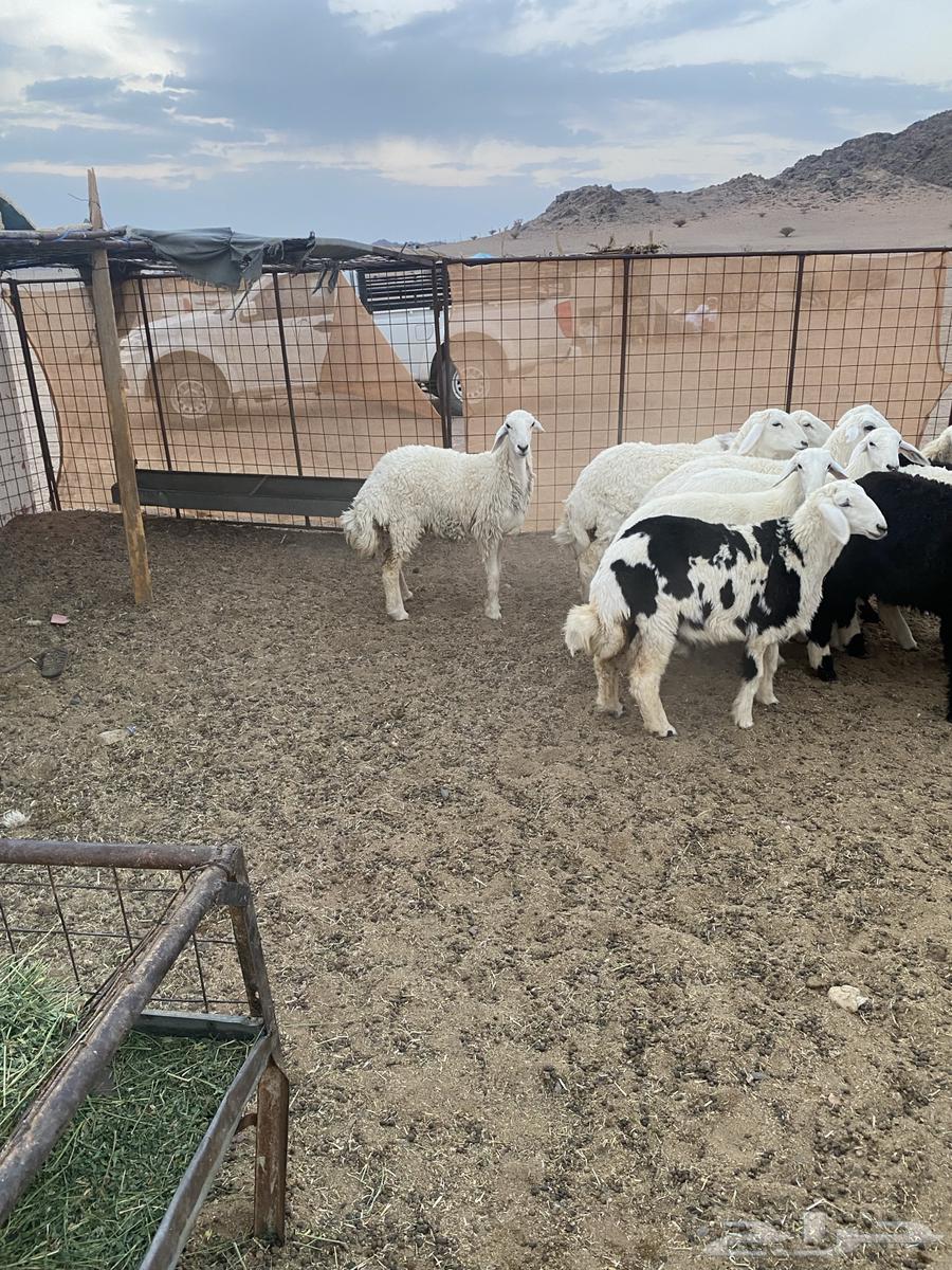 رخال مقنوي جاهزه للفحل العدد 13 العمره 7شهور64492813222147111