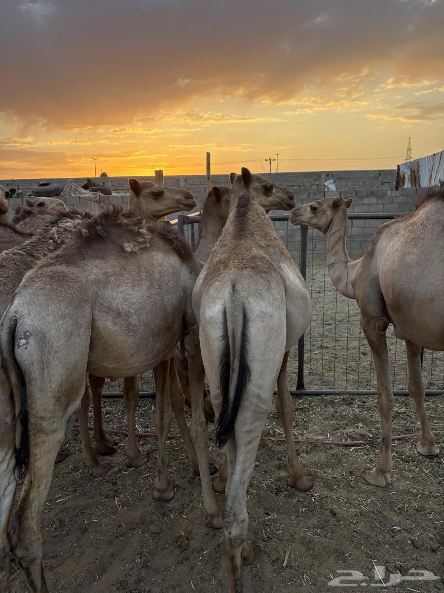 حشو للبيع64493614616961113