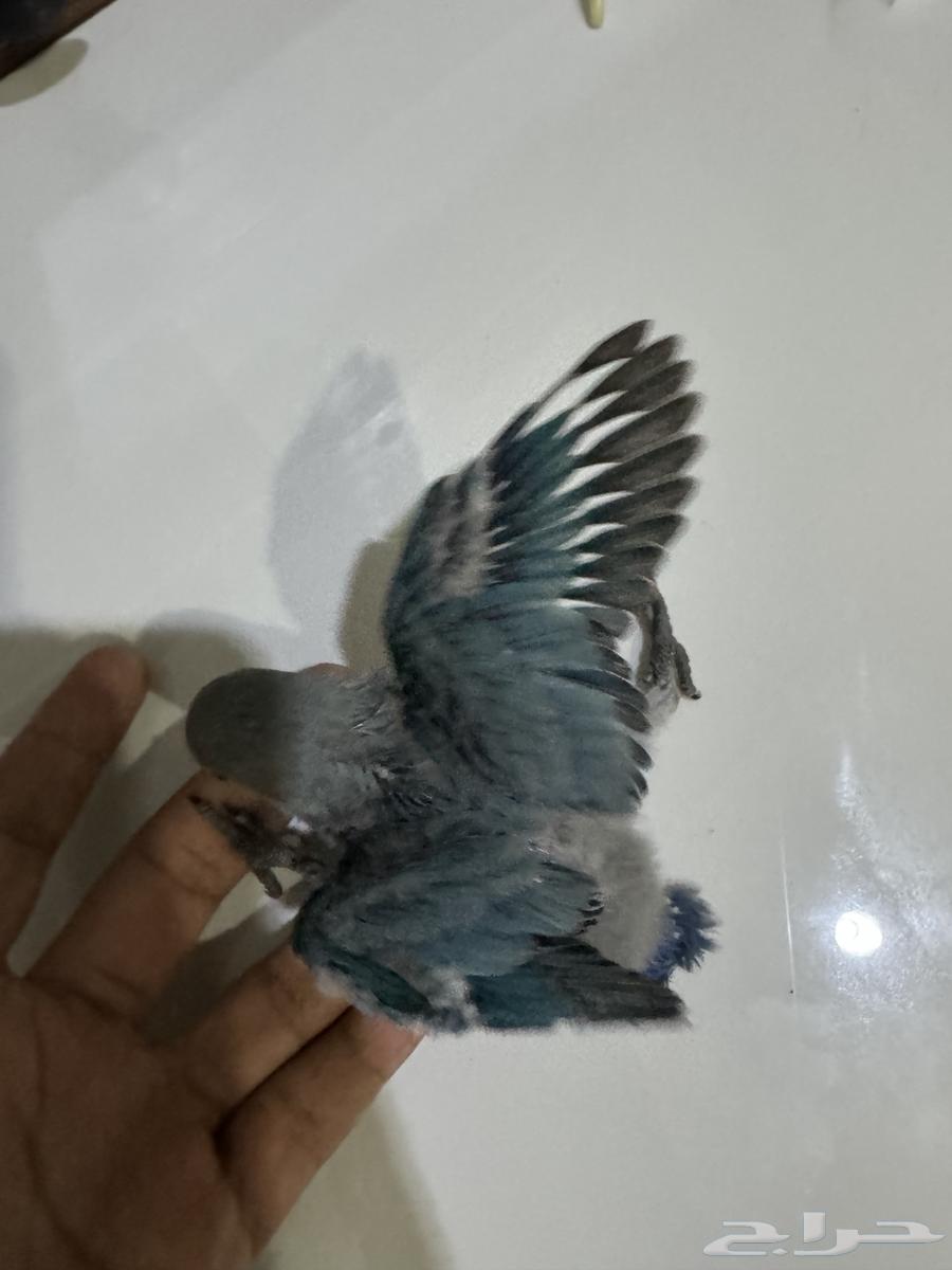 فروخ روز عدد 2 تم البيع64493961851394111