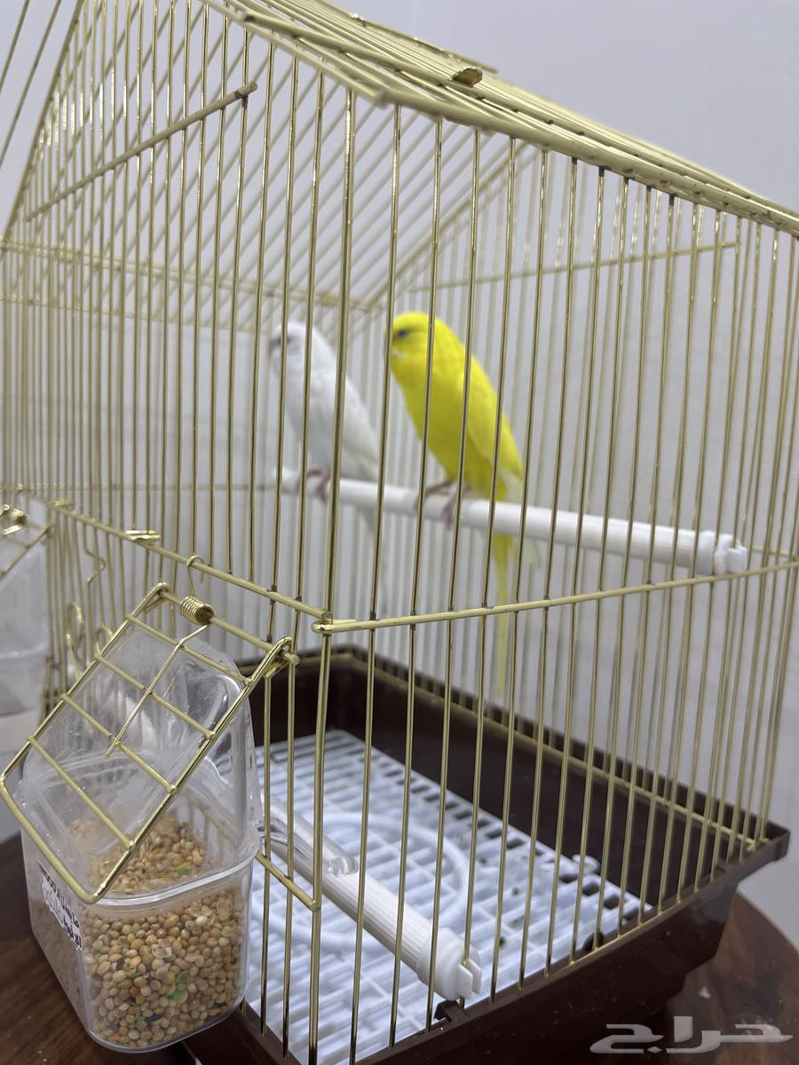 طيور الحب كناري64490096172419110