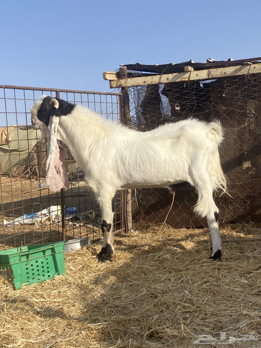 تيس فحل للبيع صنف64486538110851111