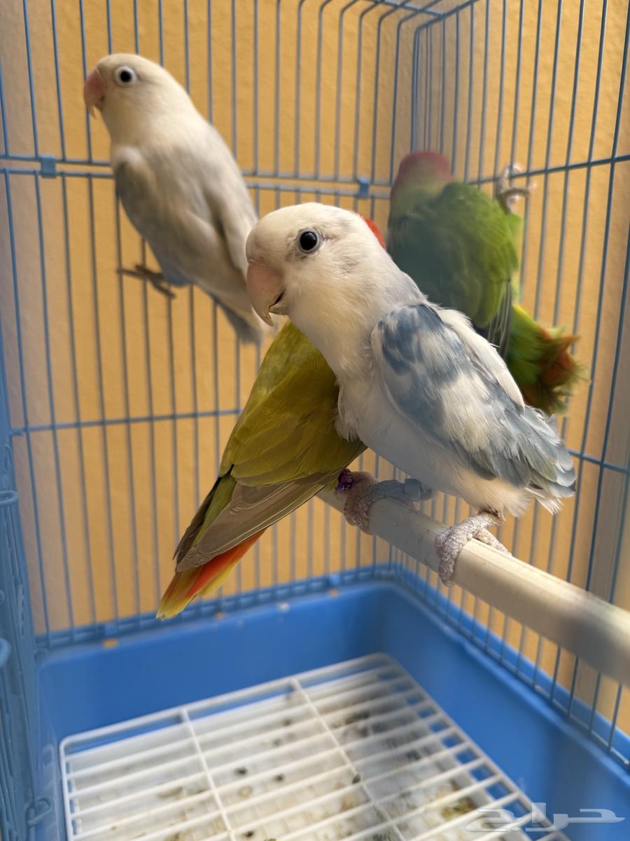 للبيع 3 حبات روزات و1 فيشر64487691033345110